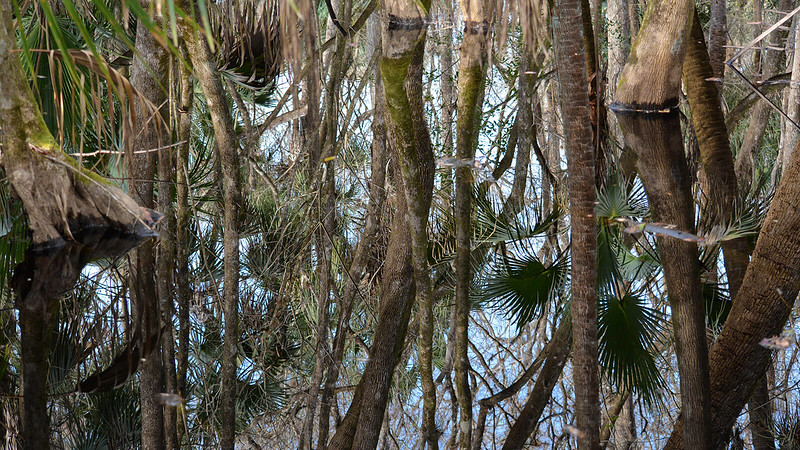 Parque estatal Highlands Hammock Parque estatal Highlands Hammock