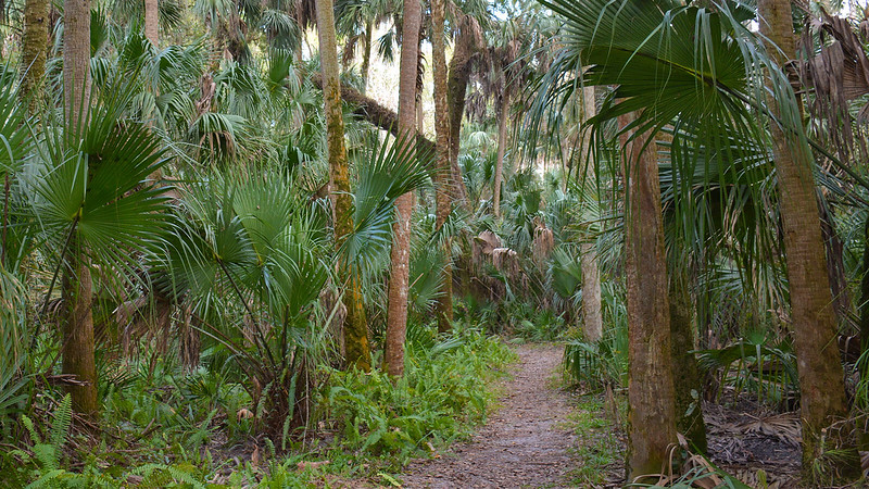 Parque estatal Highlands Hammock Parque estatal Highlands Hammock