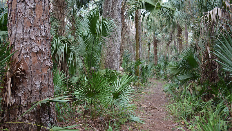Parque estatal Highlands Hammock Parque estatal Highlands Hammock