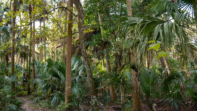 Parque estatal Highlands Hammock Parque estatal Highlands Hammock