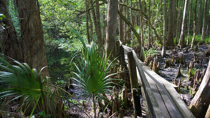 Parque estatal Highlands Hammock Parque estatal Highlands Hammock