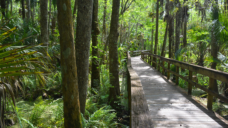 Parque estatal Highlands Hammock Parque estatal Highlands Hammock