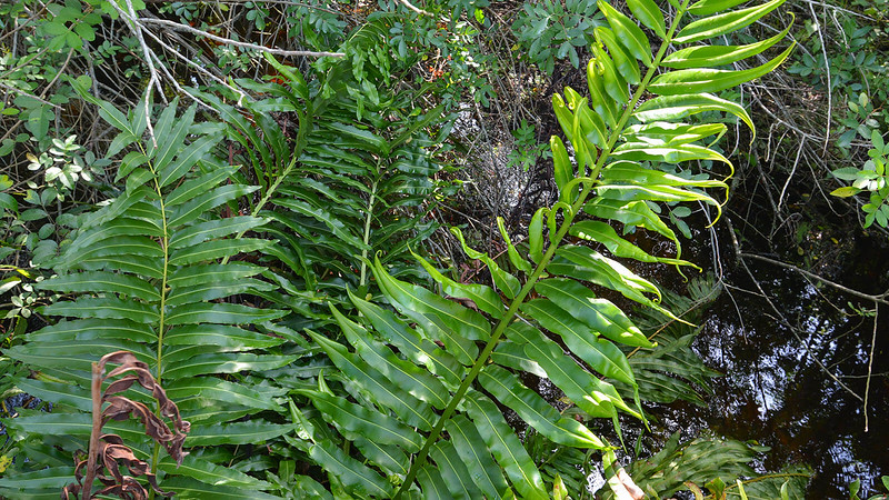 Parque lineal del zoológico de Brevard