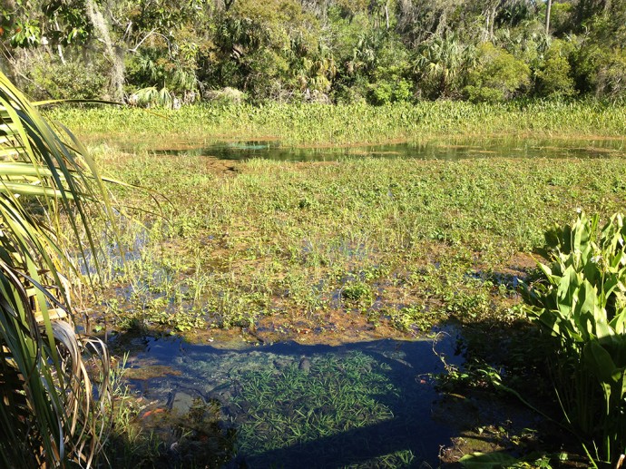 Persiguiendo arcoíris: protección de manantiales de Florida