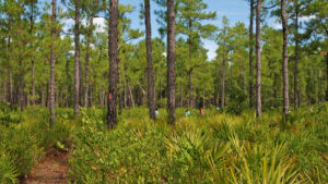 Bosques nacionales en Florida