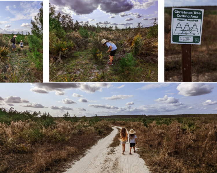 Corta tu propio árbol de Navidad en el Bosque Nacional de Ocala Corta tu propio árbol de Navidad en el Bosque Nacional de Ocala