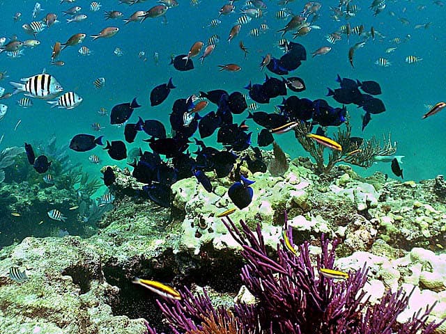 7 actividades al aire libre en Florida 7 actividades al aire libre en Florida