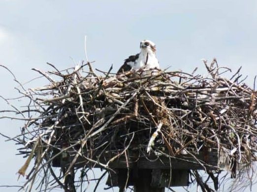 Fuera de lo común en Marco Island: vaya más allá de la piscina de su hotel Cosas que hacer en Marco Island: 4 aventuras fuera de lo común