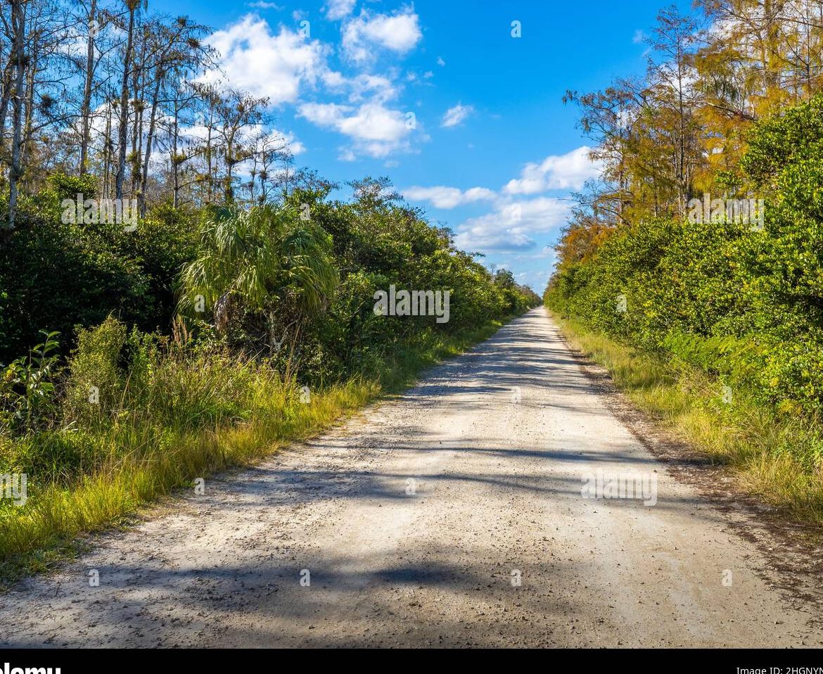 Loop Road en la Reserva Nacional Big Cypress en Florida, EE. UU. Stock ...