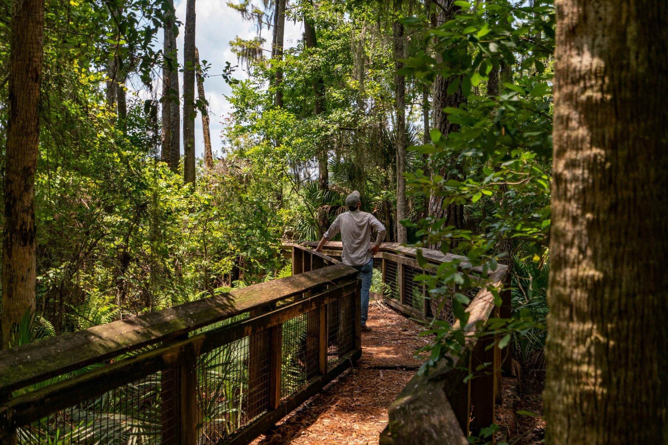 BOSQUE NACIONAL DE OCALA: Una guía (épica) de la joya escondida de Florida