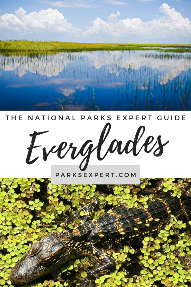 Visitando el Parque Nacional Everglades: ¡ACTUALIZADO para 2024!